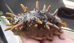 烟台海参爆料视频最新版,品质真相与行业乱象